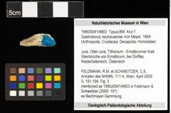Foto (Objekt + Etiketten) von Gastrodorus neuhausense (Von Meyer, 1864) 